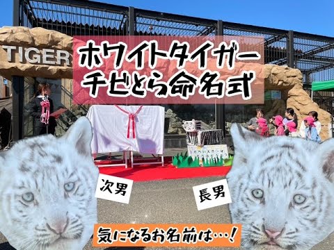 ホワイトタイガー チビとら命名式 東武動物公園 公式YouTubeチャンネル