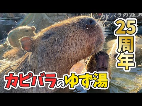 25th Anniversary Yuzu Bath] The Zoo's Original Capybara Open-Air