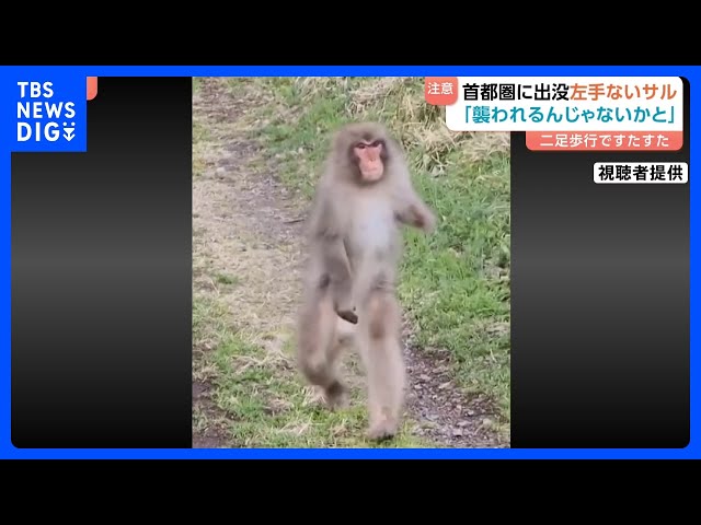 襲われるんじゃないかと」“左手のないサル”二足歩行の目撃相次ぐ