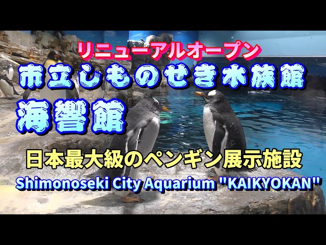 4K【海響館】日本最大級のペンギン展示施設（下関市）Cute penguins at