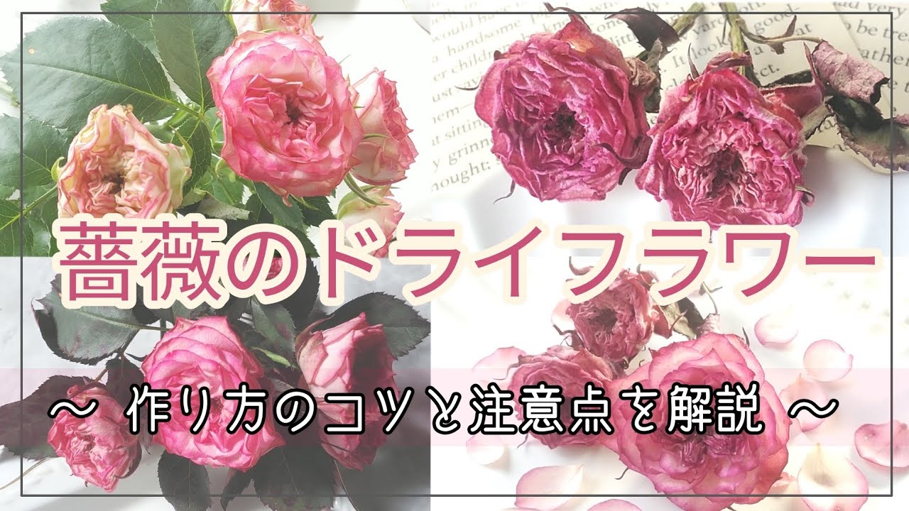 薔薇】ドライフラワーの簡単な作り方《コツと注意点を解説