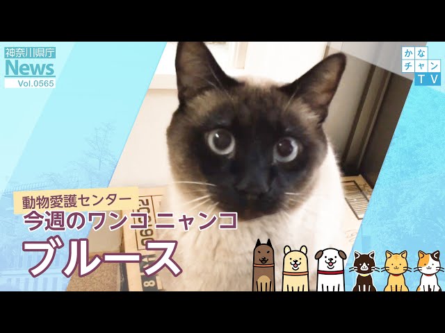 今週のワンコ・ニャンコ「ブルース」県庁ニュース vol.565 2023/2/15