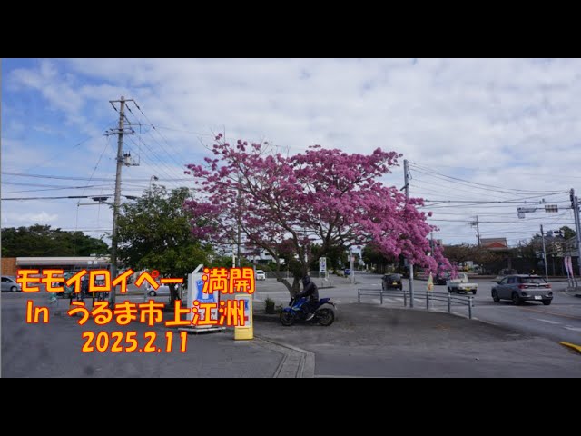モモイロイペー 満開 in うるま市上江洲 2025 2 11 - YouTube