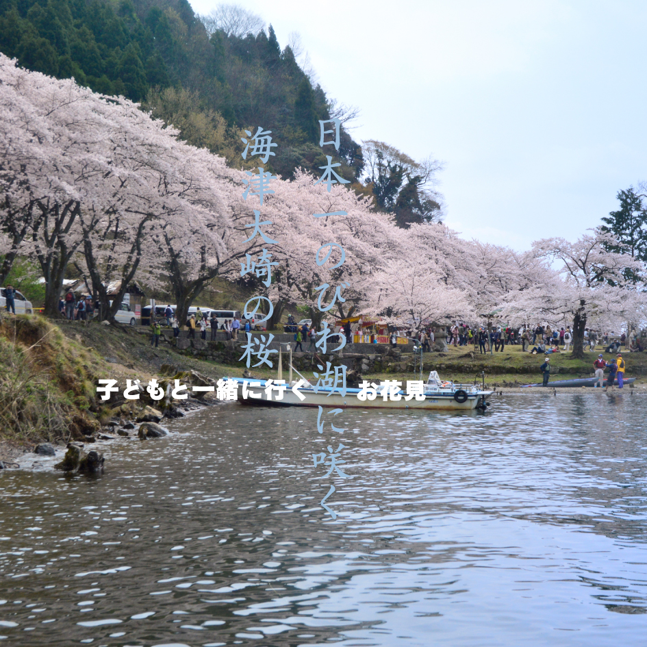 琵琶湖の桜をみませんか海津大崎の桜