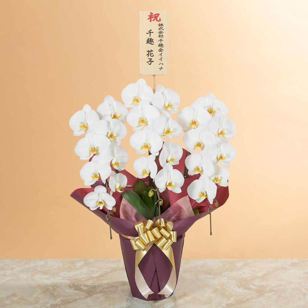 大輪胡蝶蘭「3本立ち（白）～スタンダードクラス～」｜フラワーギフト