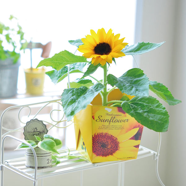 園芸ネット本店｜フローラルコンテナ：スマイルサンフラワー栽培セット