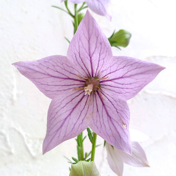 園芸ネット本店｜おもてなしキキョウ(桔梗）：一重系あずき3号ポット