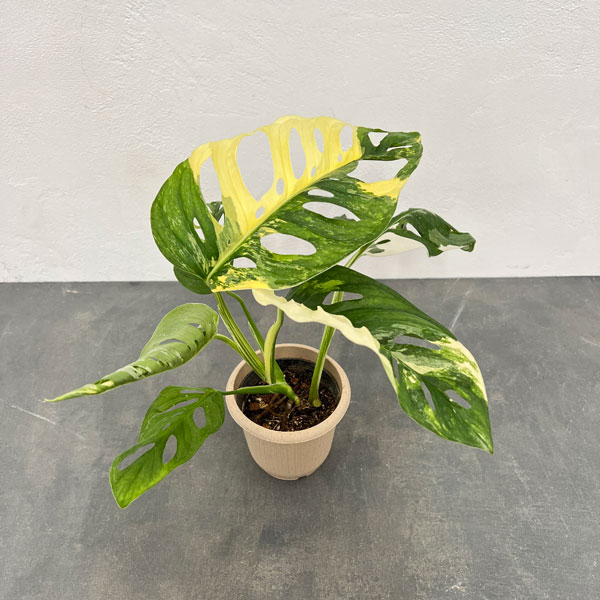 園芸ネット本店｜マドカズラ：斑入り 4号25-05 の通販【公式】