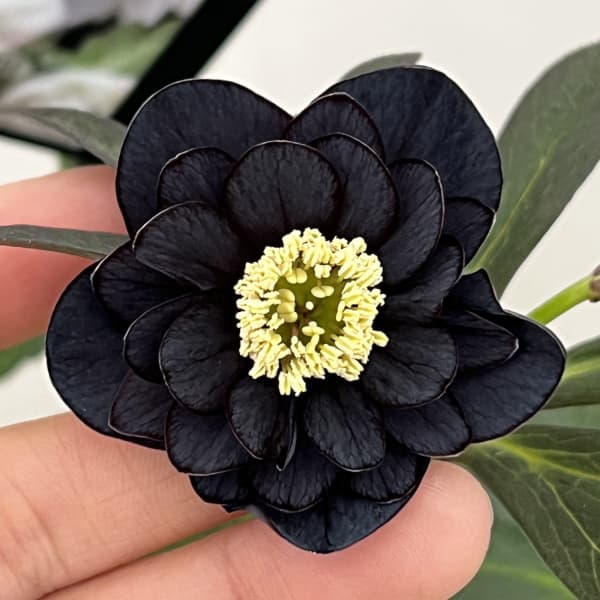 園芸ネット本店｜クリスマスローズ：スウィングダブル26-26／1.5L