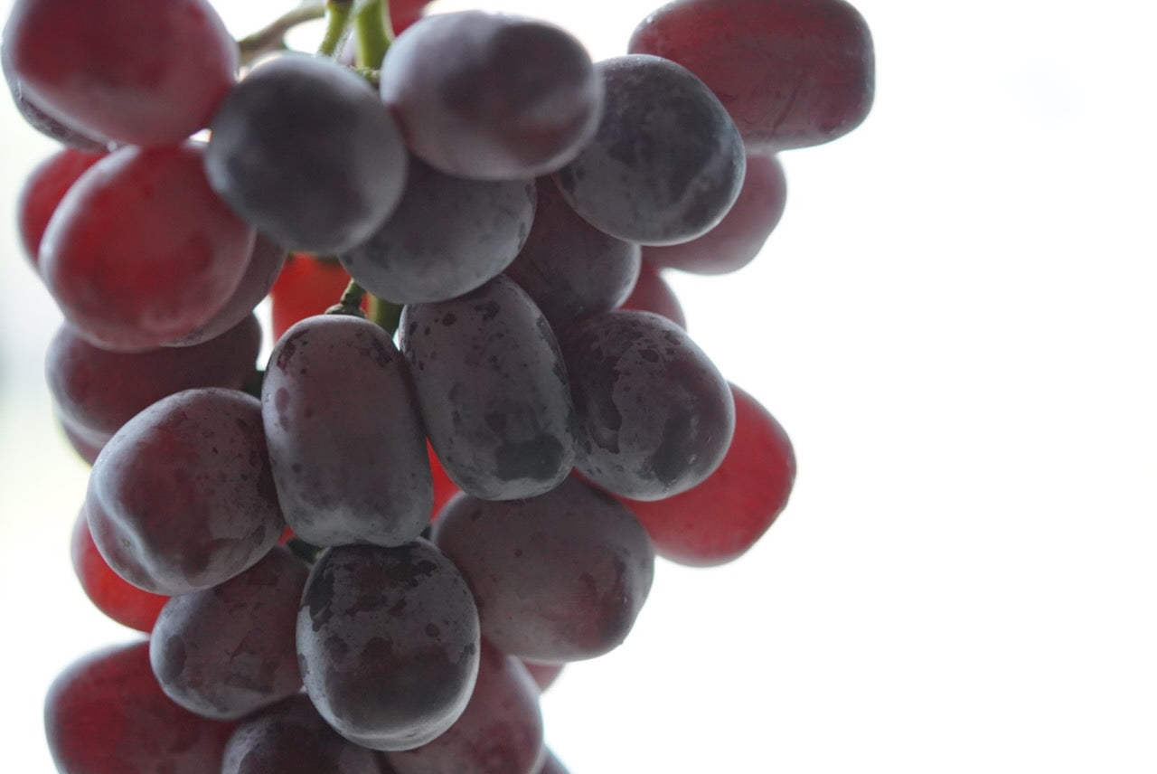 2026年10月発送】農林水産大臣賞受賞農園・ぶどうグランプリ2025金賞