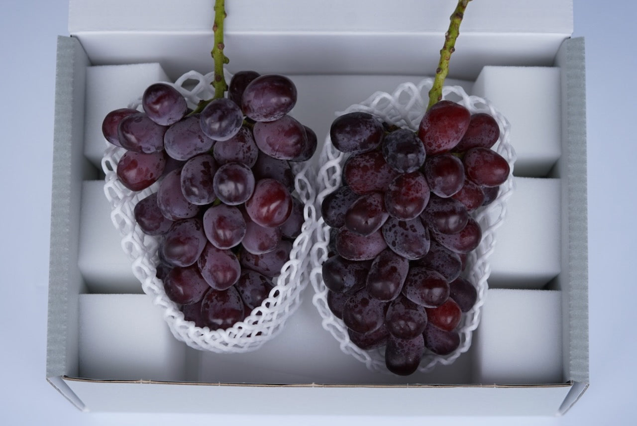 2026年10月発送】農林水産大臣賞受賞農園・ぶどうグランプリ2025金賞