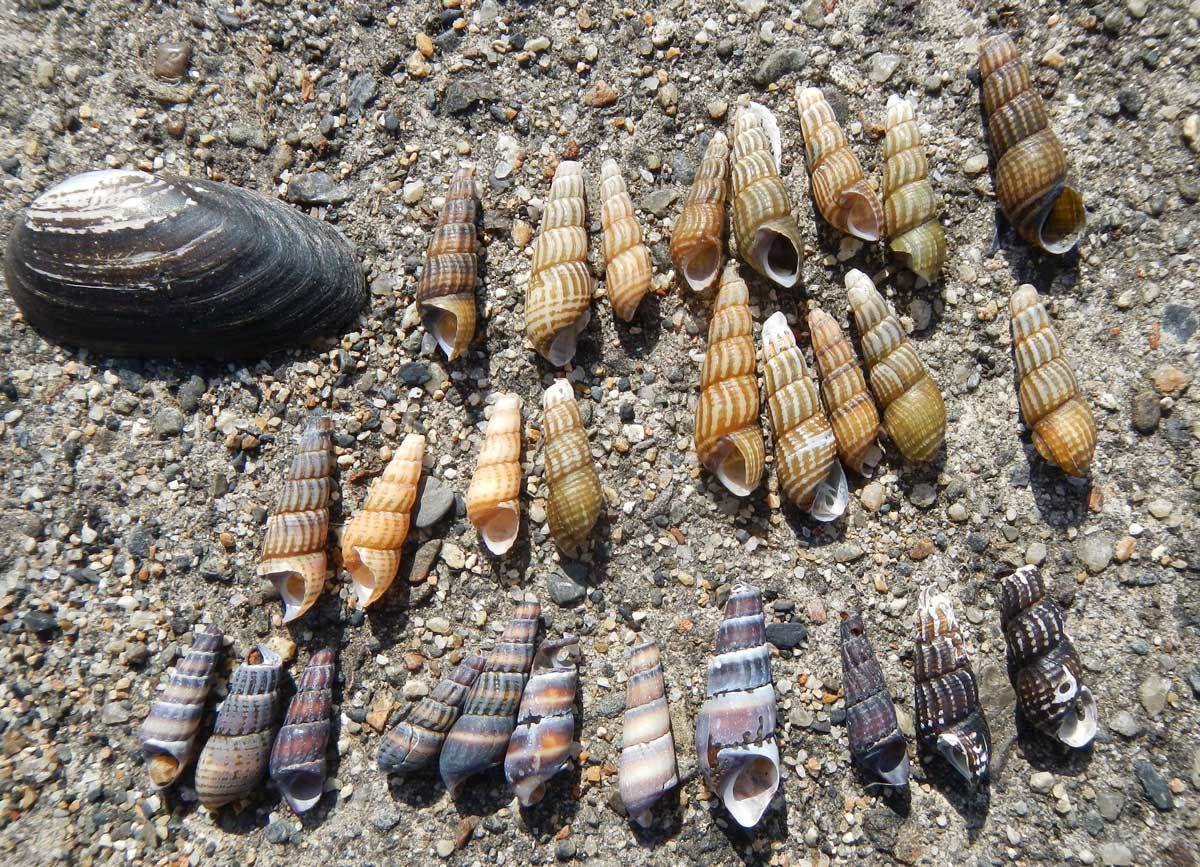 カワニナ吹き寄せの浜: 水辺の憩