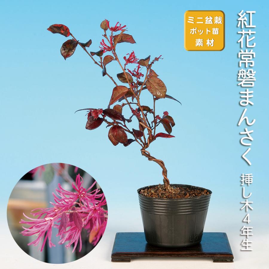 盆栽 紅花常磐まんさく マンサク 万作 満作 トキワマンサク 小品盆栽