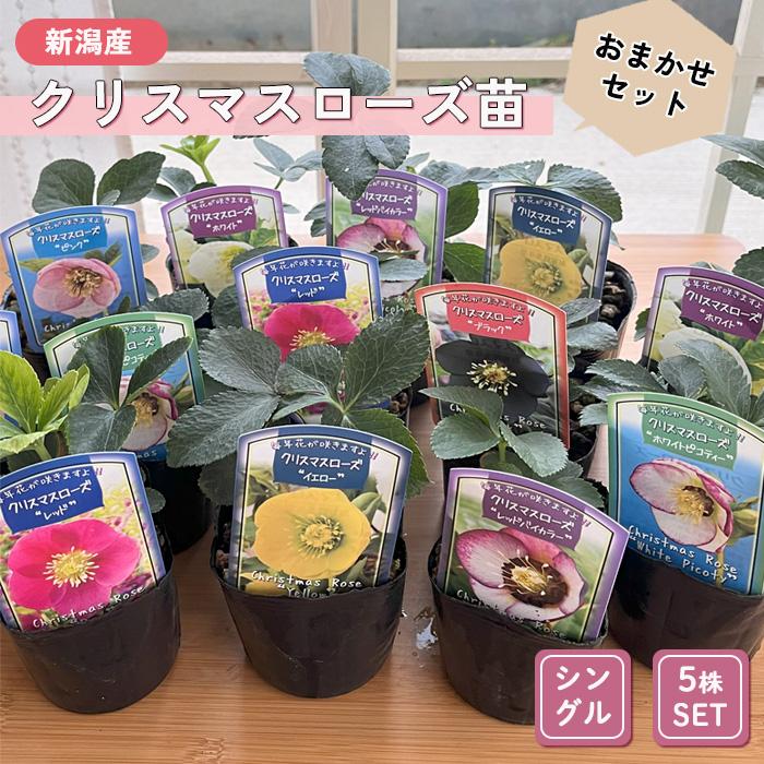 日本花キ流通 クリスマスローズ苗 シングル 5株セット 9cmポット 新潟