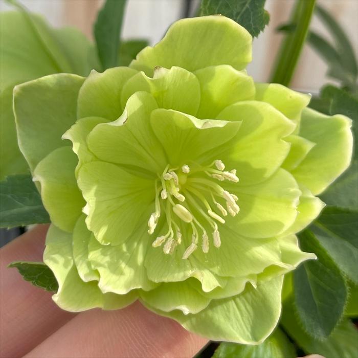 クリスマスローズ 一茶 曽田園芸 0129-005 現品販売 送料無料 12cm