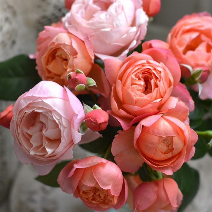 予約販売 バラ 苗 新苗 河本バラ園 タルトアブリコ 品種登録出願中