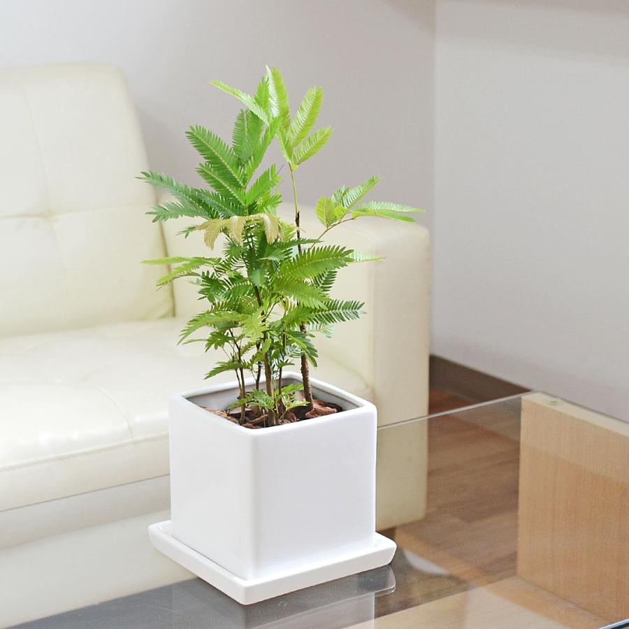 観葉植物 エバーフレッシュ キューブ陶器鉢植え ネムノキ ホワイト 白