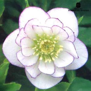 クリスマスローズ苗 ハイグレード リバーシブルパステル系ダブル 10.5