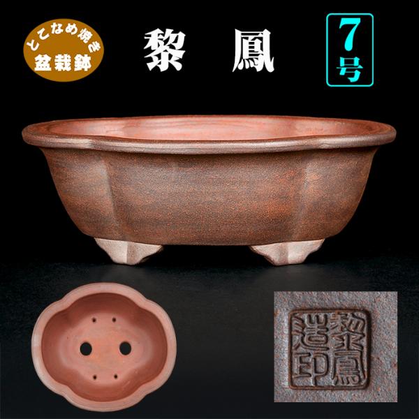 盆栽鉢 黎鳳木瓜式鉢 植木鉢 常滑 片岡黎鳳 泥鉢 7号 22cm 松柏盆栽に