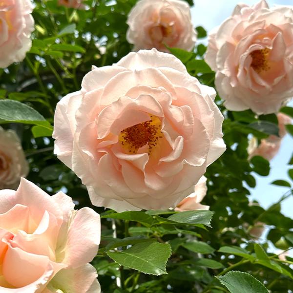 日本花キ流通 予約販売 バラ苗 バラ大苗 つるバラ つるロココ 薔薇