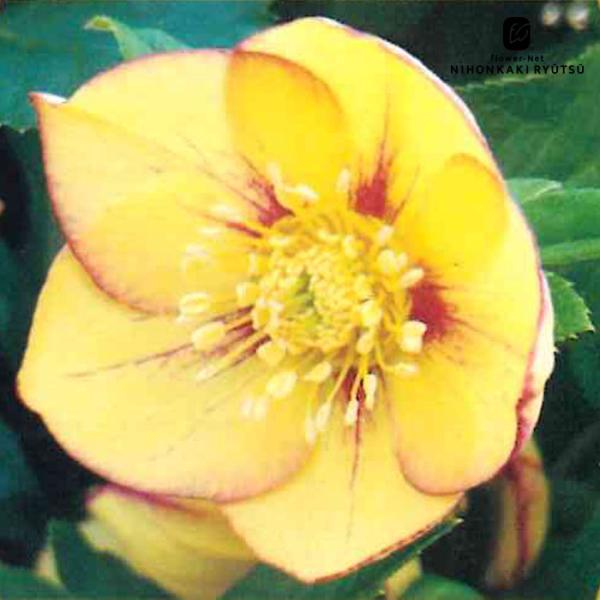 クリスマスローズ苗 シングル ゴールドネオンシェード 杉山交配 9cm