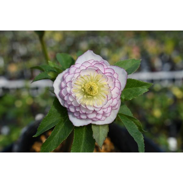 クリスマスローズ開花株 DDホワイトアフロディーテ 243 現品限り