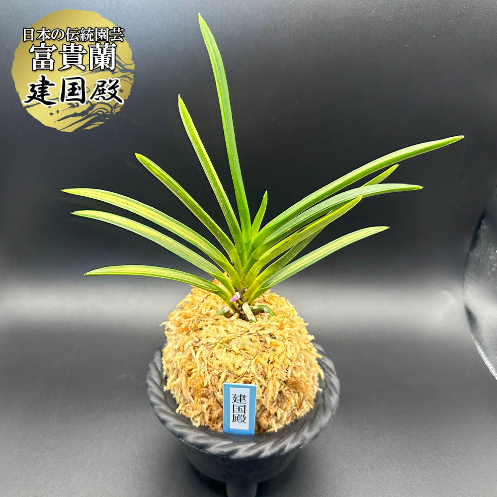 風蘭 種類『建国殿』（けんこくでん）【現品】これが本芸品