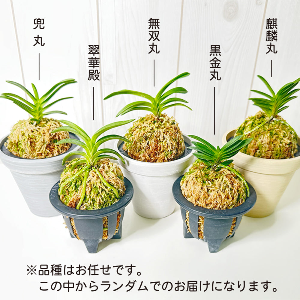 宝石のような観葉植物のお店 【Jewelry Plant】 富貴蘭 風蘭 蘭