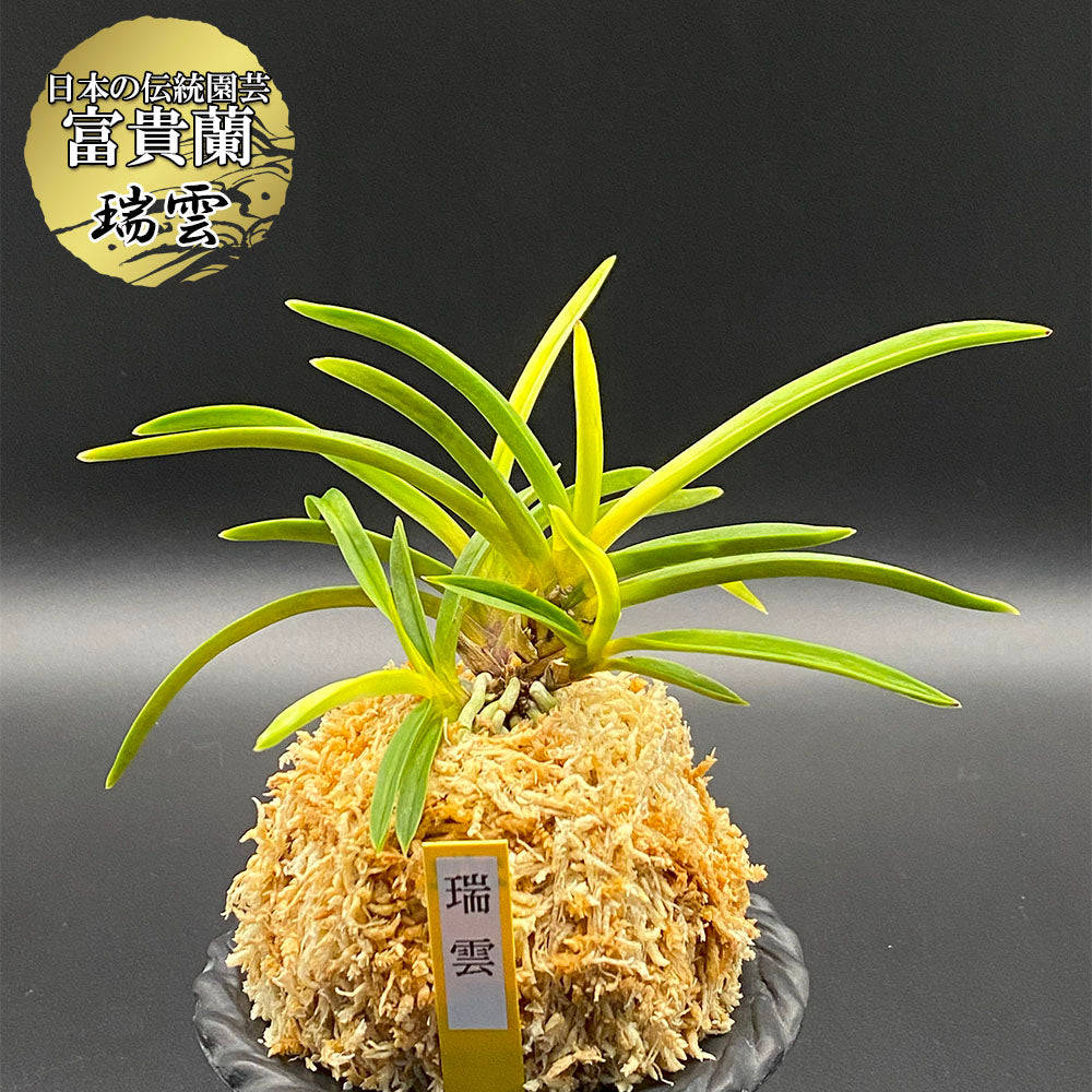 富貴蘭 – Jewelry Plant online