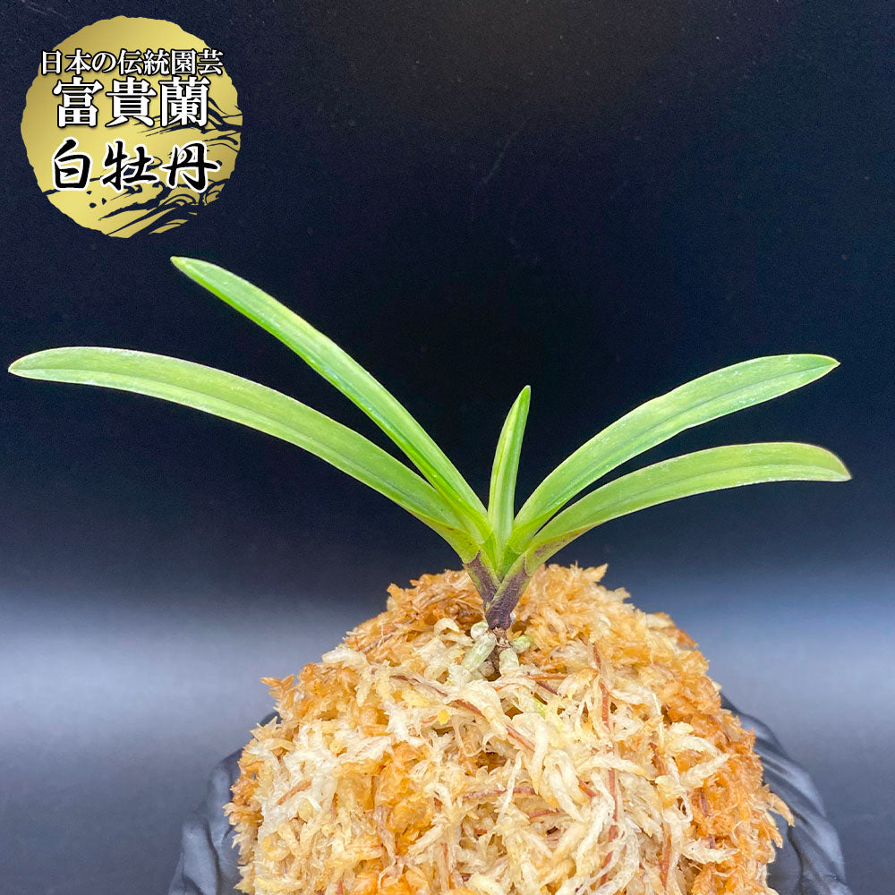 富貴蘭 黒金牡丹黄縞（無加温作り品） 黄牡丹錦＝黒牡丹黄縞