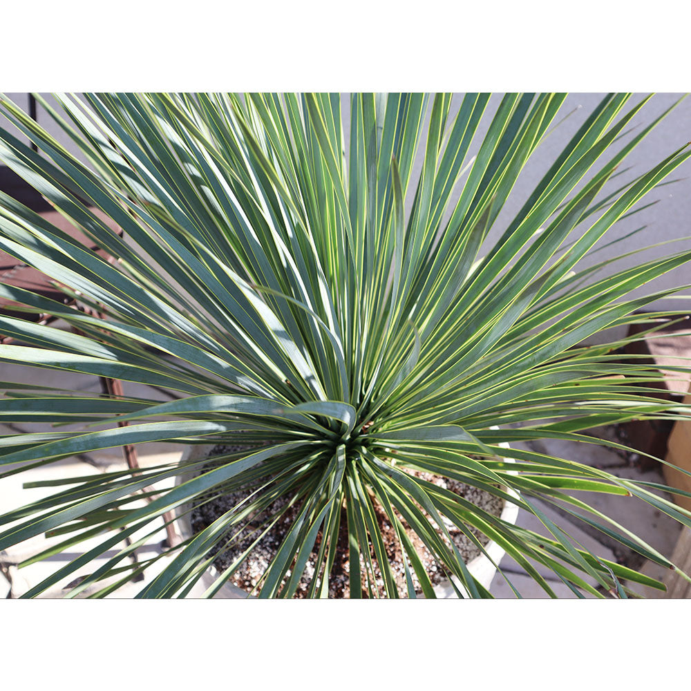 宝石のような観葉植物のお店 【Jewelry Plant】 ユッカ ロストラータ