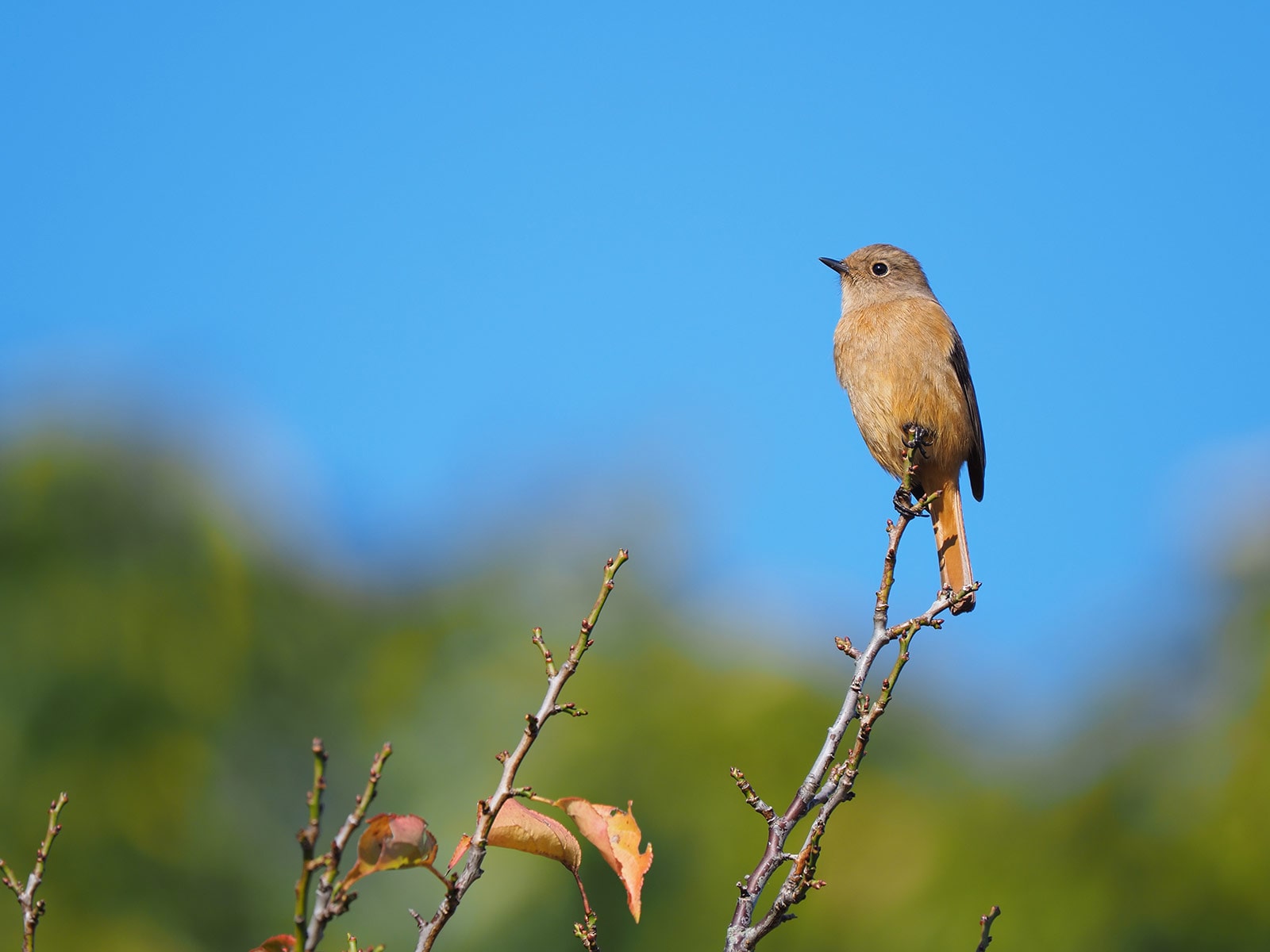 写真家 中野耕志 × M.ZUIKO DIGITAL ED 150-400mm F4.5 TC1.25x IS PRO