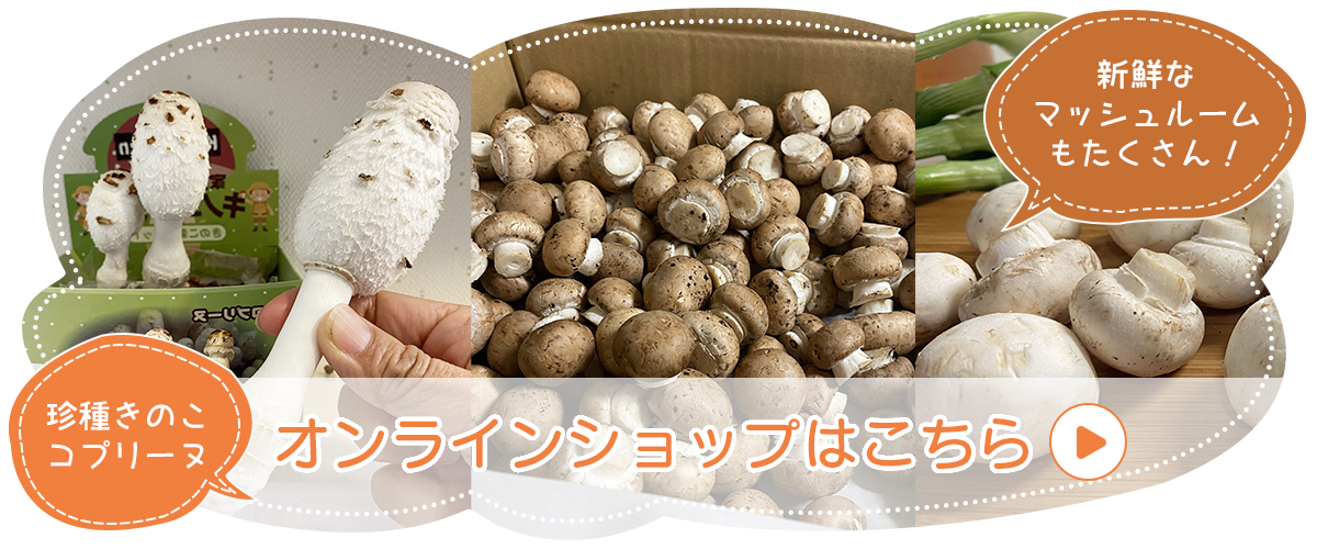 きのこ専門 kinoko-Ten キノコテン | しいたけ栽培キット販売・西宮市