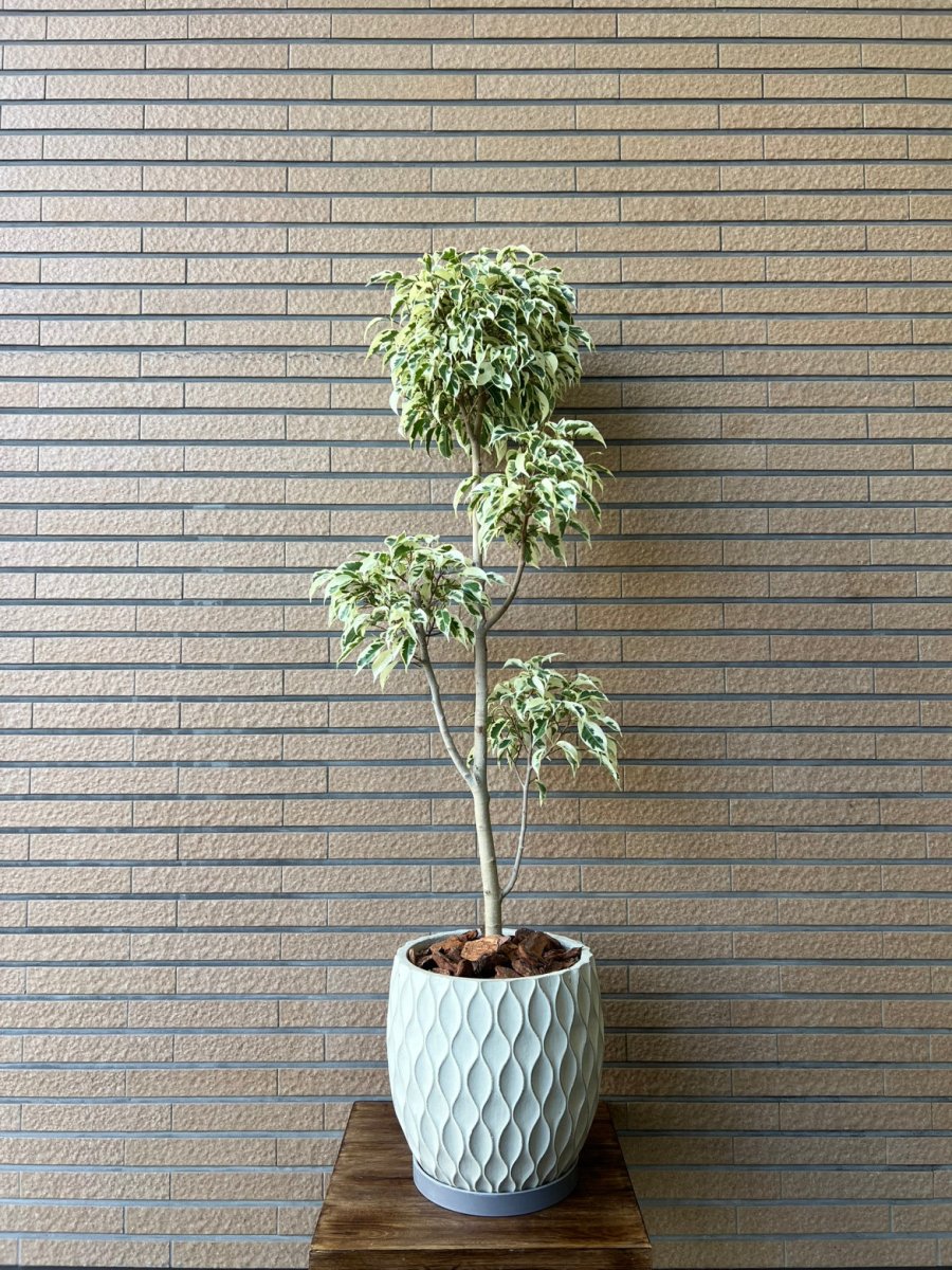 床置用観葉植物