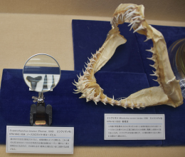 日本－オーストリア友好150年記念 「ウィーンに渡ったミツクリザメと