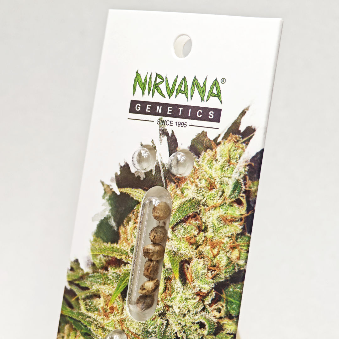 Hawaii Maui Waui Feminisiert – Nirvana Shop