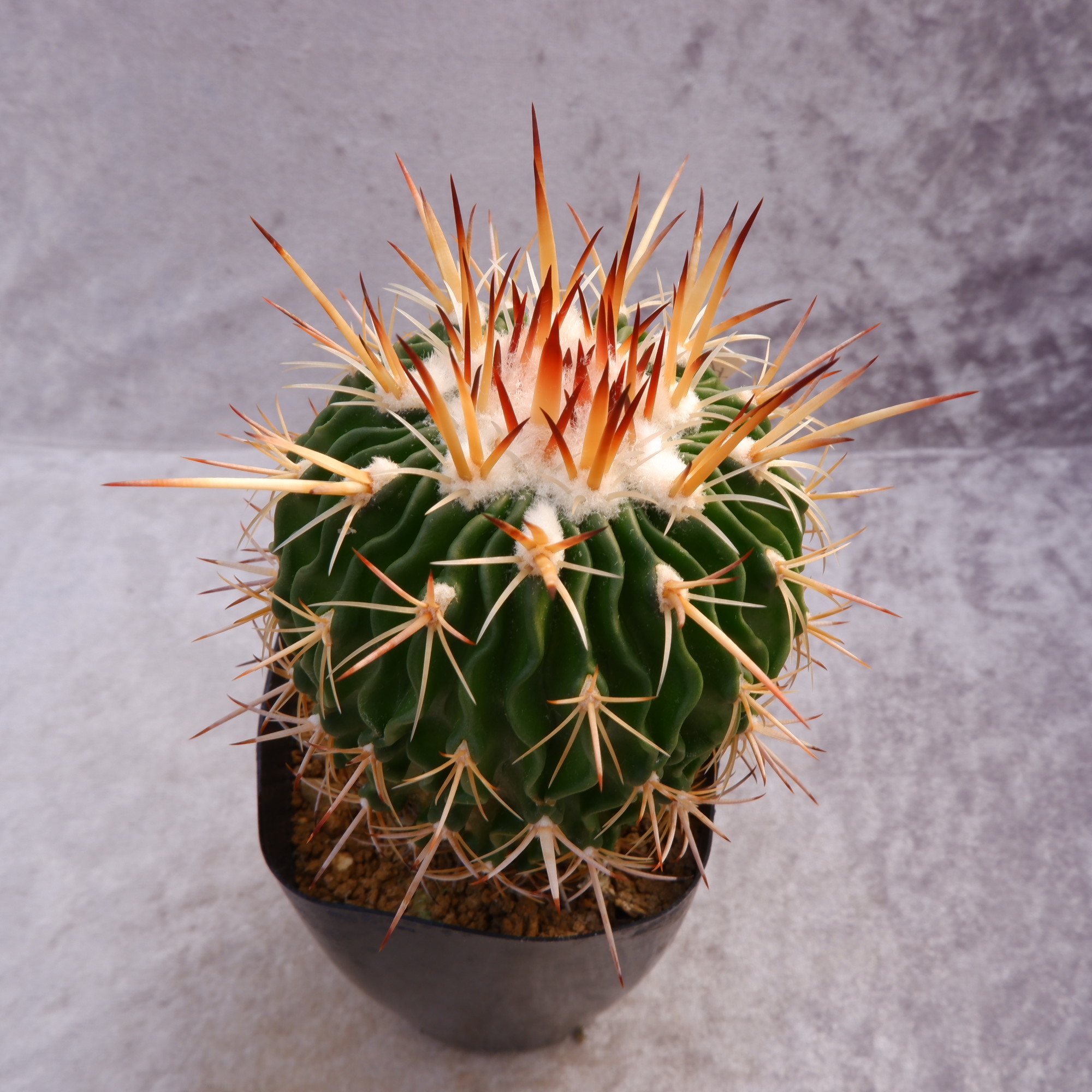 商品詳細 - 信州西沢サボテン園