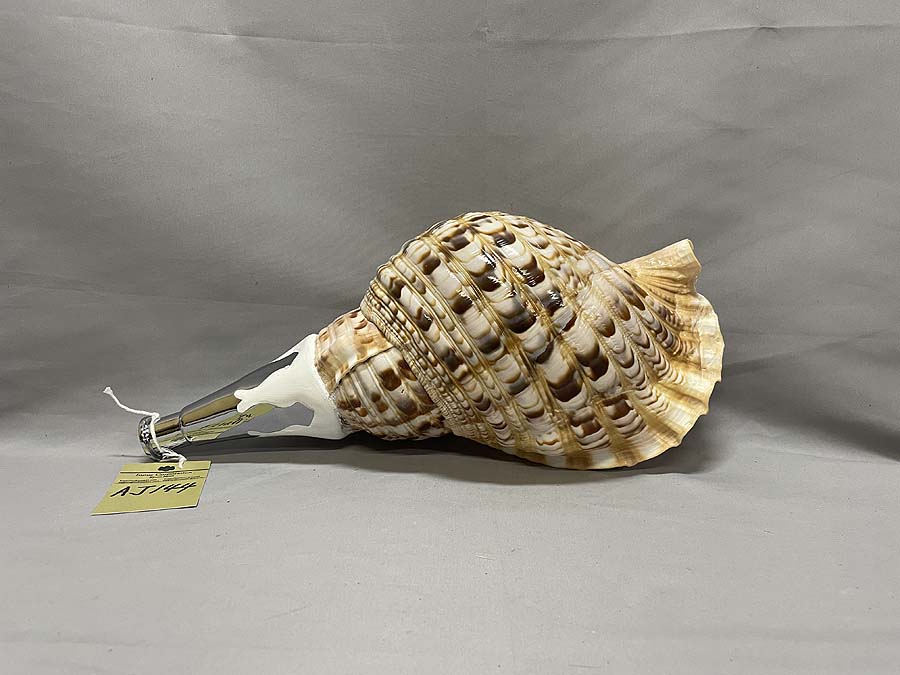 法螺貝NO−60 ホラ貝、和楽器、和太鼓、修験道 法螺貝NO−60 ホラ