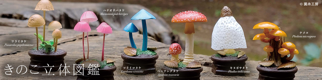 きのこ立体図鑑 | Qualia