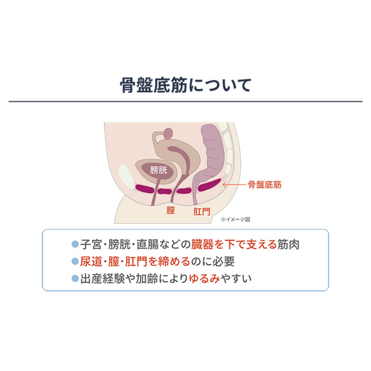 骨盤底筋トレーニング easy-K - QVC.jp