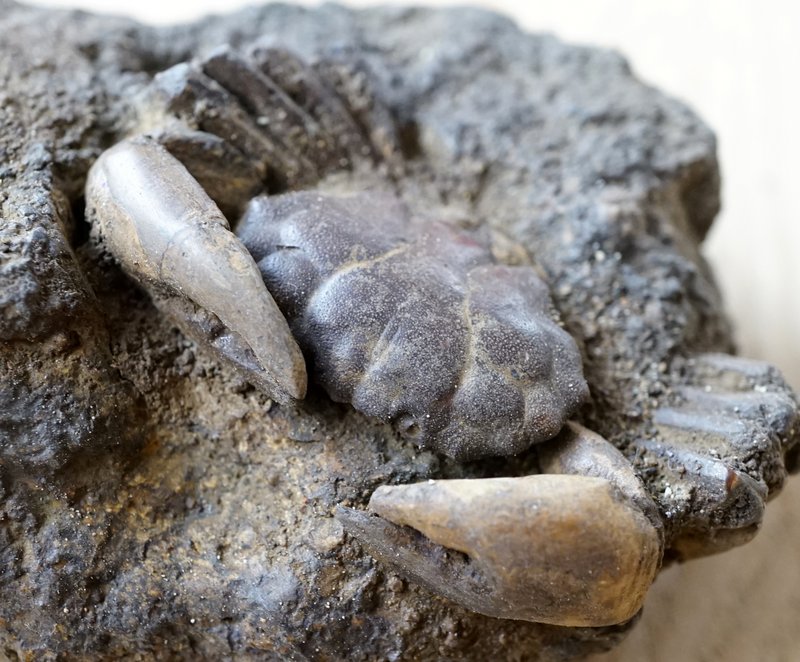 母岩付きカニ化石 新生代(鮮新世) インドネシア産 01 利中天然石