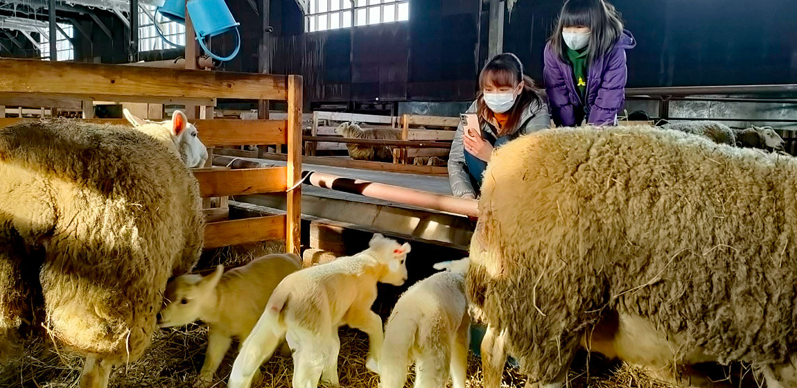 ひつじの出産始まりました。3月の土日限定でひつじのあかちゃん見学