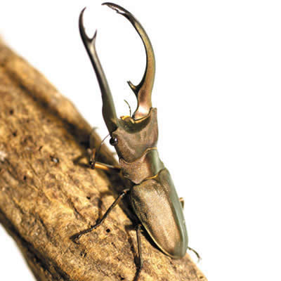 エラフスホソアカクワガタ - カブトムシ・クワガタムシ - ペット - Y