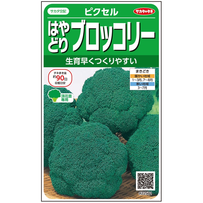 ブロッコリー ピクセル｜種（タネ）,球根,苗,資材,ガーデニンググッズ