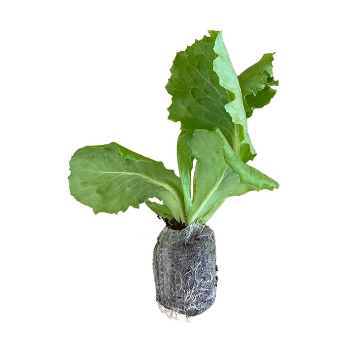 ジフィーセブンC苗 レタス フリフリッカー｜種（タネ）,球根,苗,資材