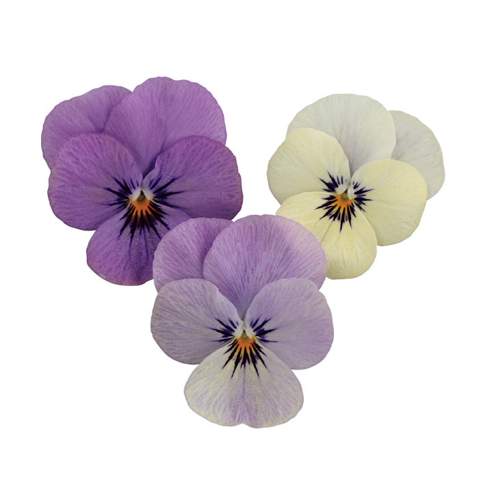 ビオラ ピエナ(R) ラベンダーマジック｜種（タネ）,球根,苗,資材