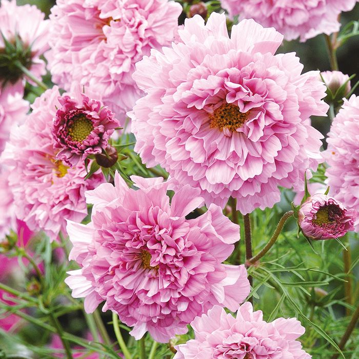 コスモス ダブルクリック ローズボンボン｜種（タネ）,球根,苗,資材