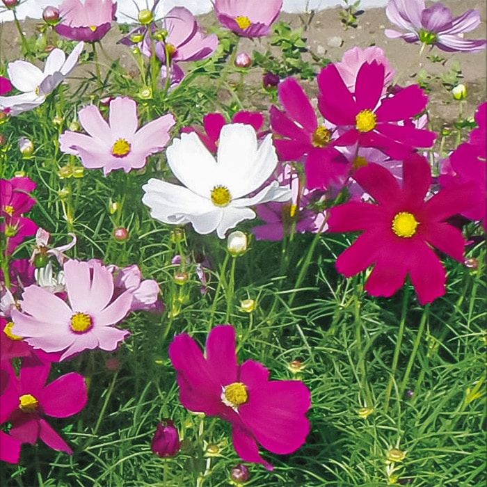 コスモス ドワーフ センセーション ミックス｜種（タネ）,球根,苗,資材