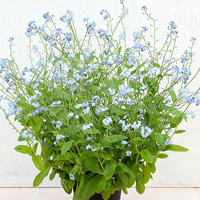 春待ち(R)苗 わすれな草｜種（タネ）,球根,苗,資材,ガーデニンググッズ