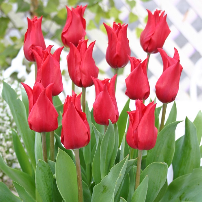 チューリップ ユリ咲き プリティーウーマン｜種（タネ）,球根,苗,資材